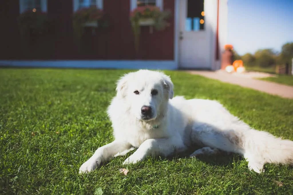 A livestock guardian dog rests in green grass at Clear Spring Yak Farm. 