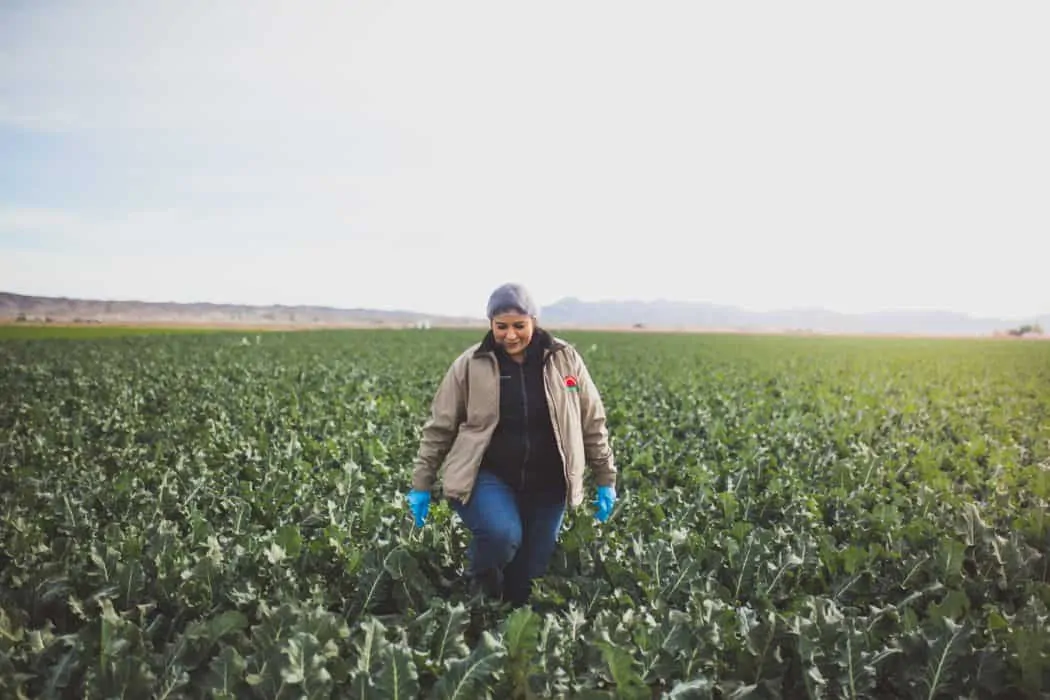 Lupe Camarena inspects the fields to make sure they are up to standard at Nature Fresh Farms in Yuma, AZ.