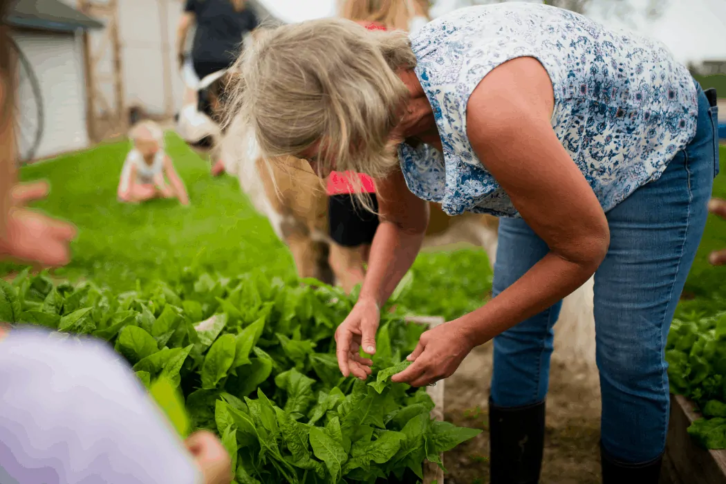 Heather Norman picks lettuce with her students at Kinderfarm Preschool. 