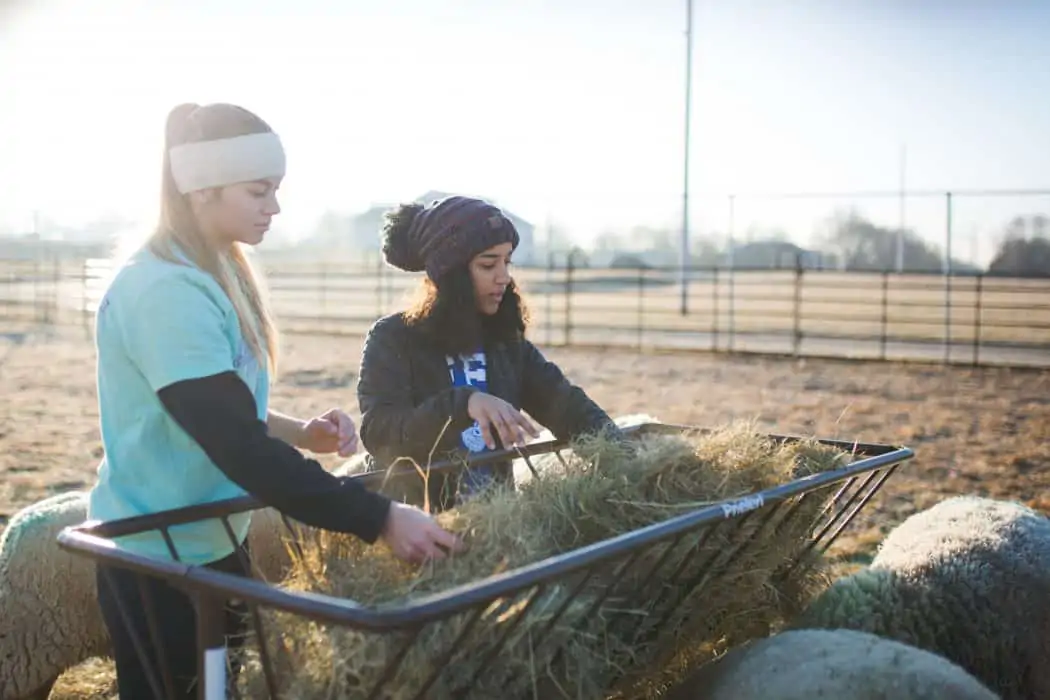 Two girls loading hay bales on farm in winter.