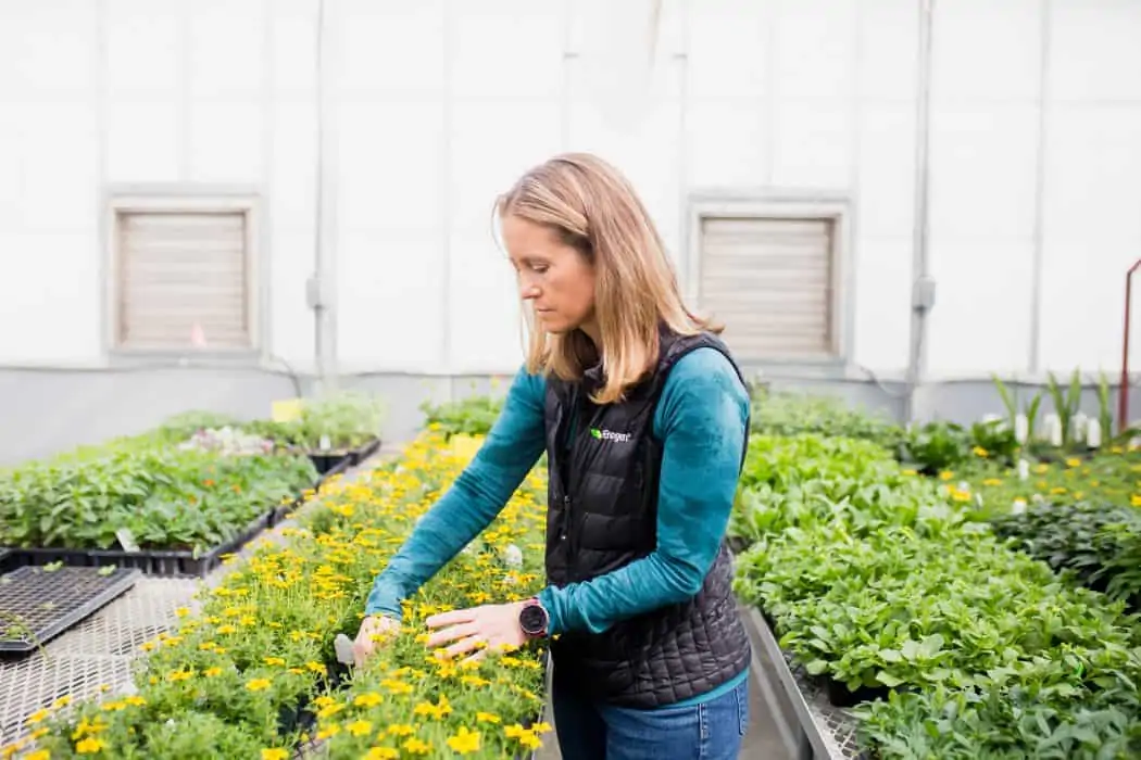 Liz Hunt, Head of Sustainable and Responsible Business for Syngenta in a greenhouse at Kansas State University looking at yellow flowers.