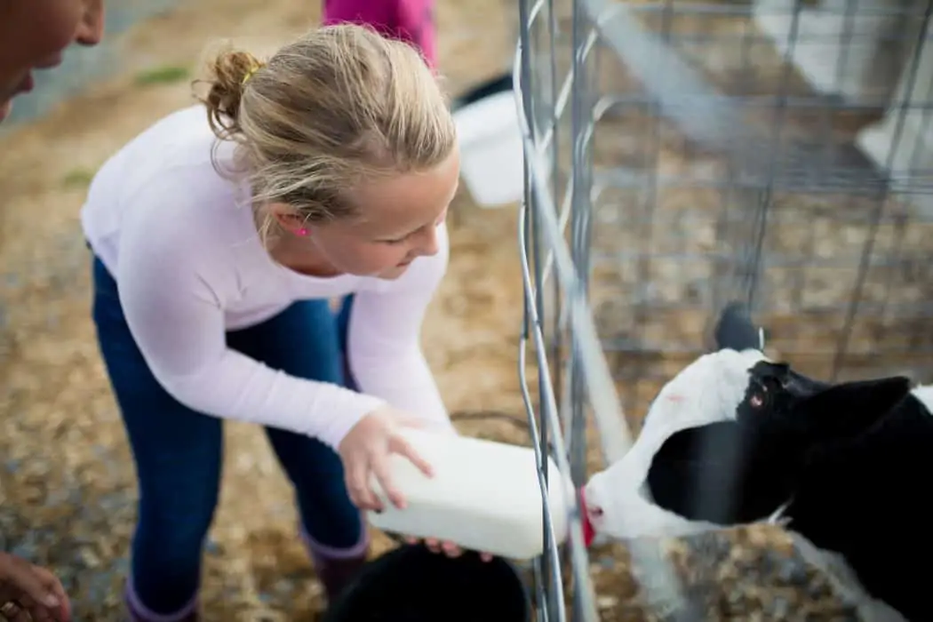 A young blonde girl feeding a dairy calf at Newmont Farms in Vermont.