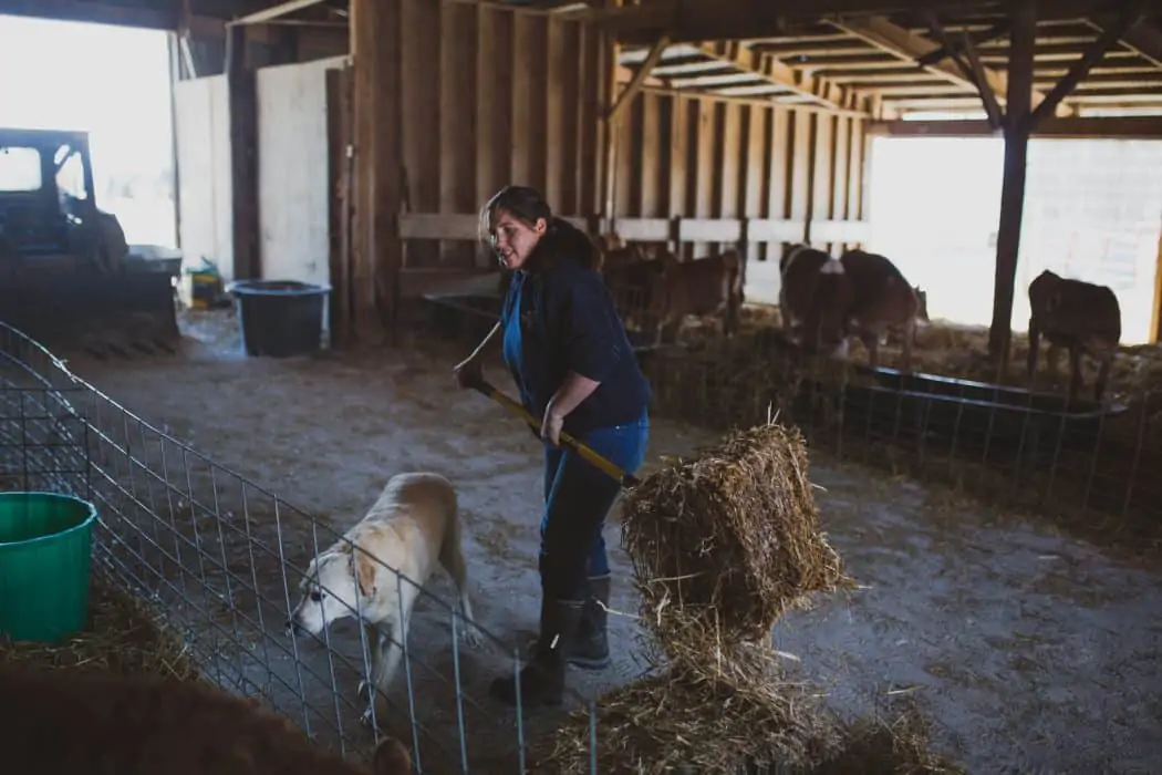 Woman cleaning the barn at a dairy with Jersey cattle. 