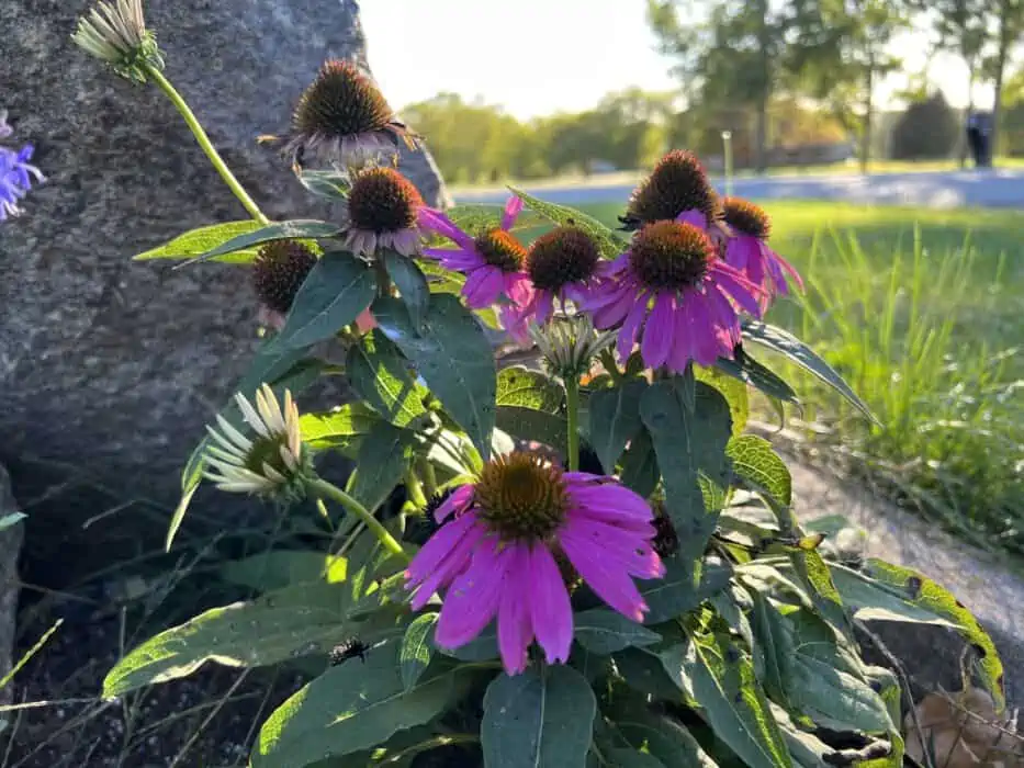 A pollinator habitat with pink flowers