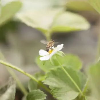 Bee on a flower in a pollinator habitat.