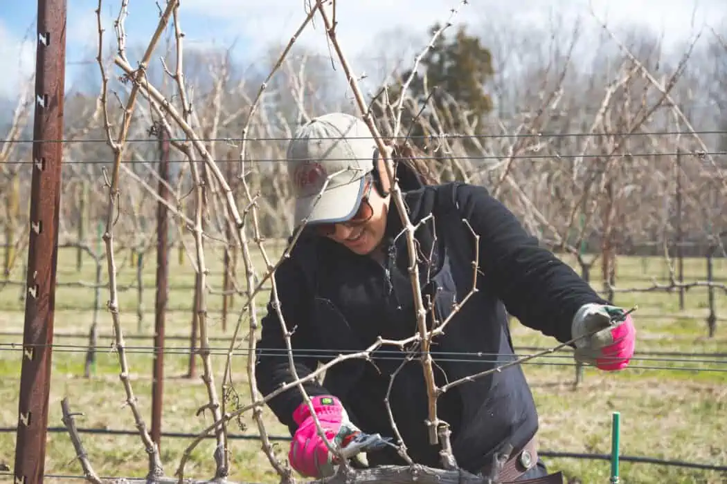 A woman pruning her vineyard 